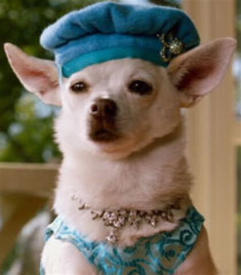 chloe beverly hills chihuahua|beverly hills chihuahua in order.